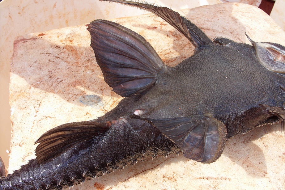 Ventral surface.