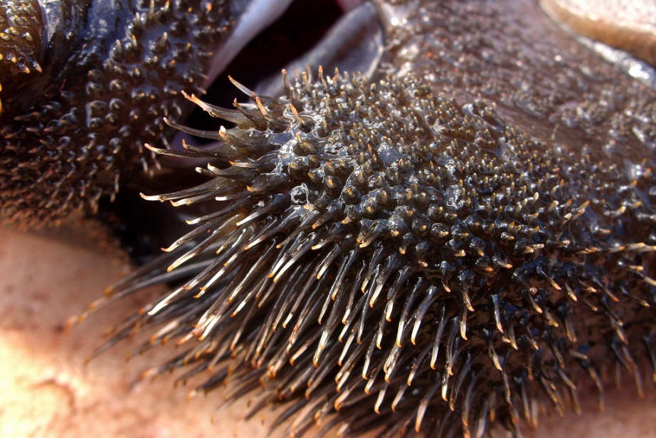 Detail of cheek odontotes.