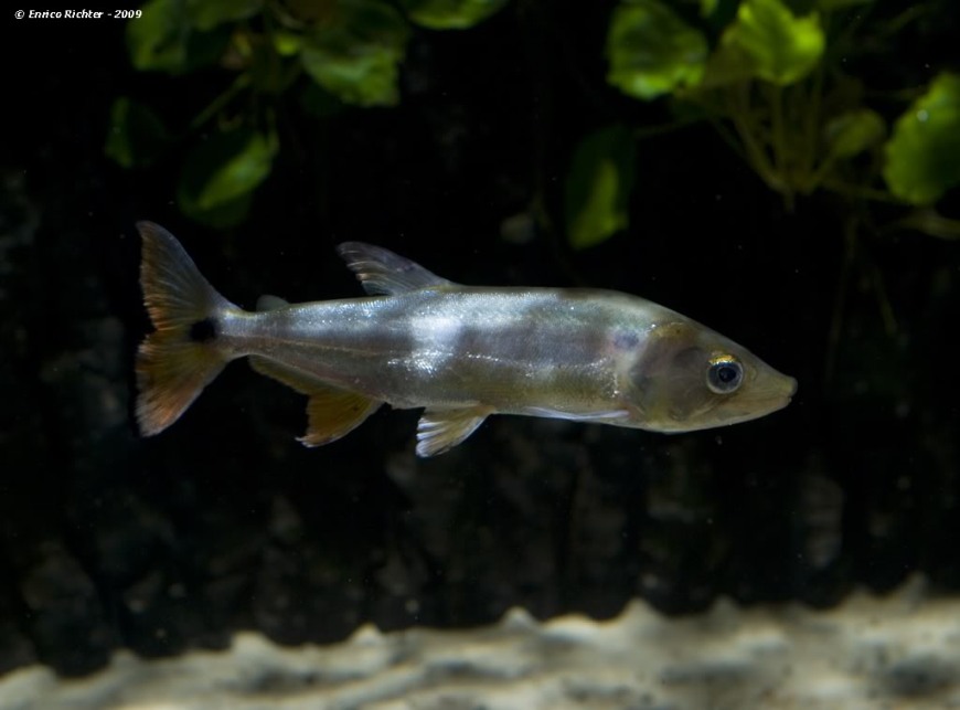 Adult male.