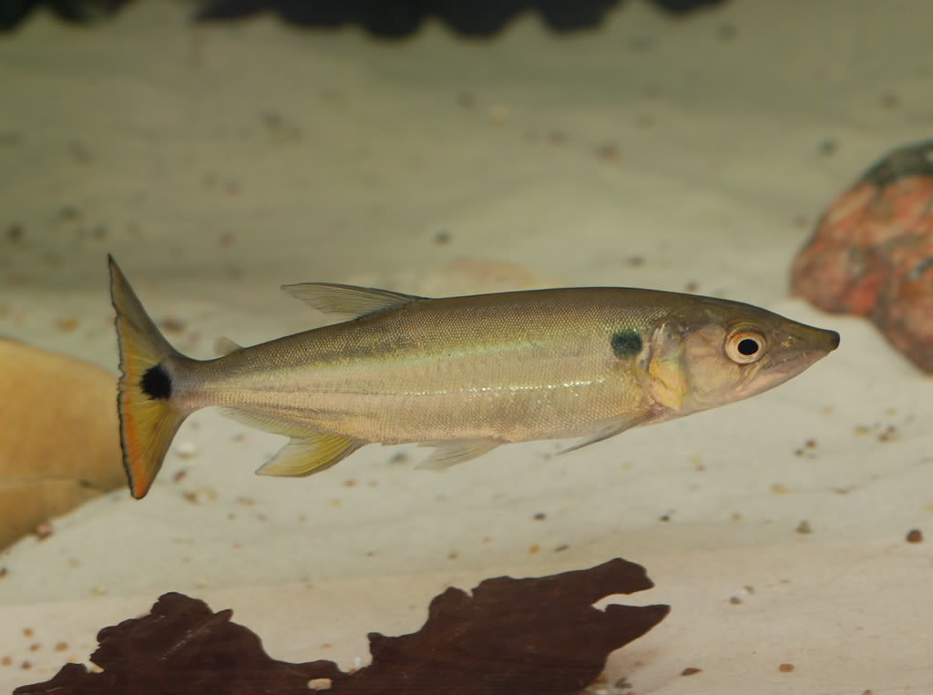 Adult female specimen.