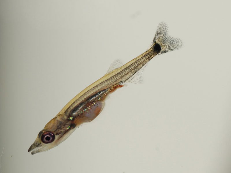 Captive-bred fry at around 1 cm TL.