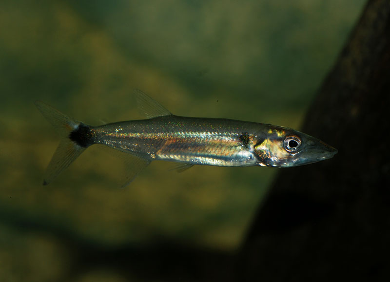 Captive-bred juvenile at 50 days of age.