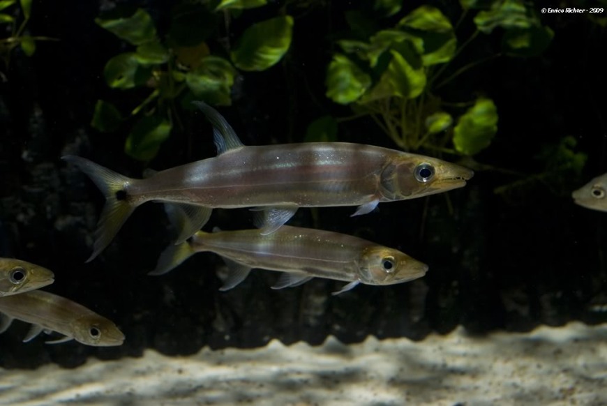 Subadults/adult specimens of this species lack the two distinct longitudinal body stripes...