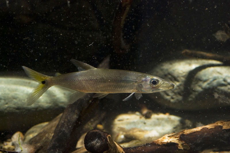 Subadult specimen...