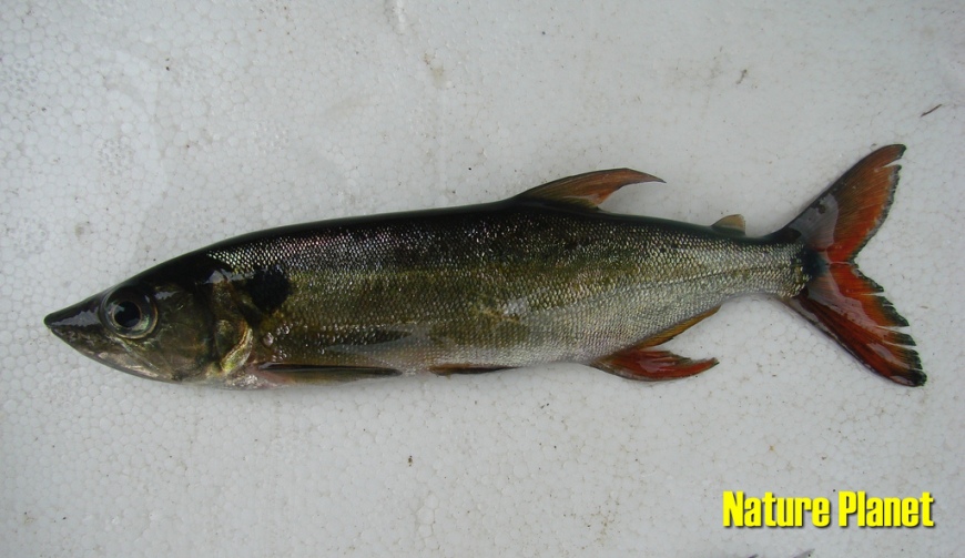 Freshly-collected wild specimen.