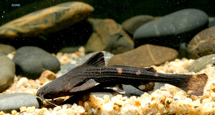 This species exhibits highly variable body colouration which can range from dark...