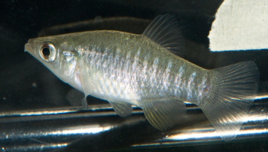 Adult female from Mobile Bay, Alabama state, U.S.A.
