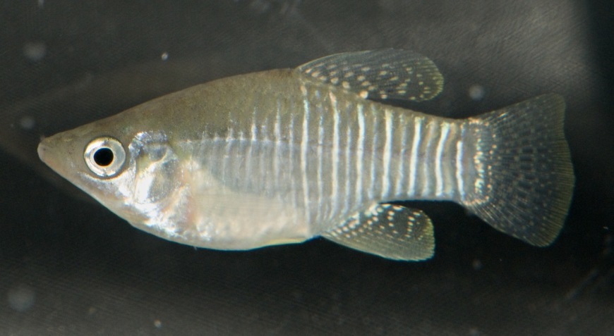 Adult male from Mobile Bay - neutral, non-reproductive mood.