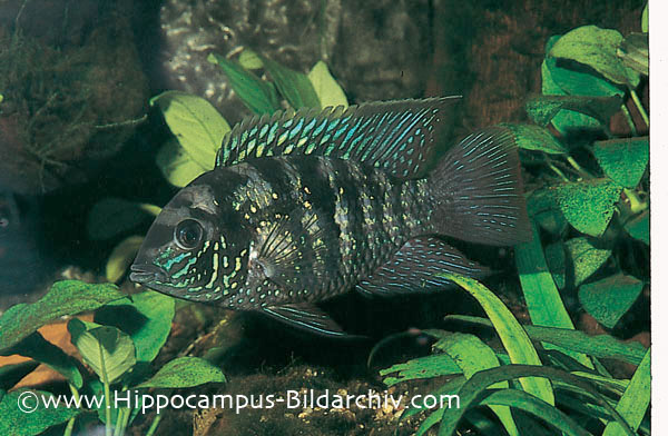 Andinoacara pulcher