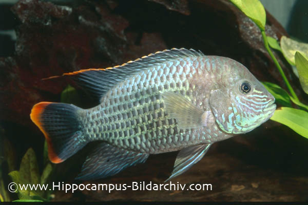 Andinoacara rivulatus 1
