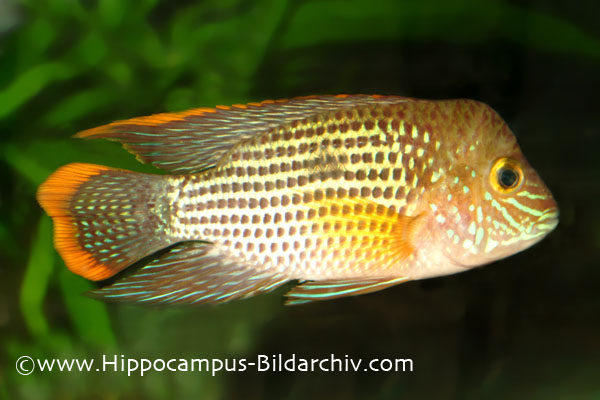 Andinoacara rivulatus 2