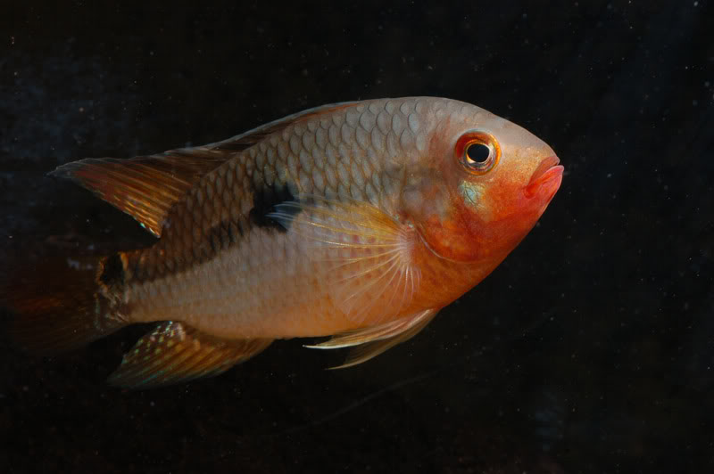 Young adullt male specimen.
