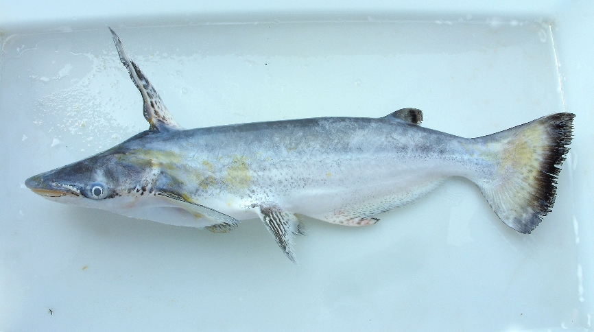 Adult specimen from the rio Tocantins.