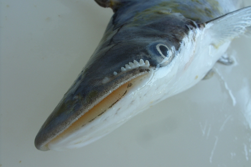 Detail of mouthparts.