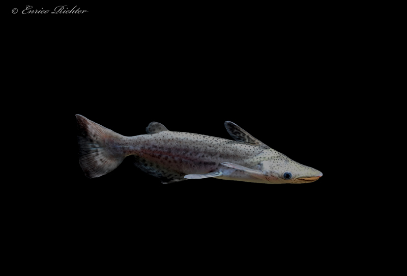 Specimen measuring 200 mm SL from the Río Nanay, Peru.