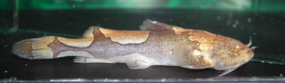Relatively slim (male?) specimen.