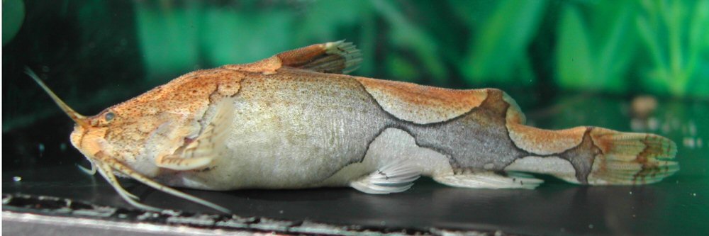 Relatively deep-bodied (female?) specimen.