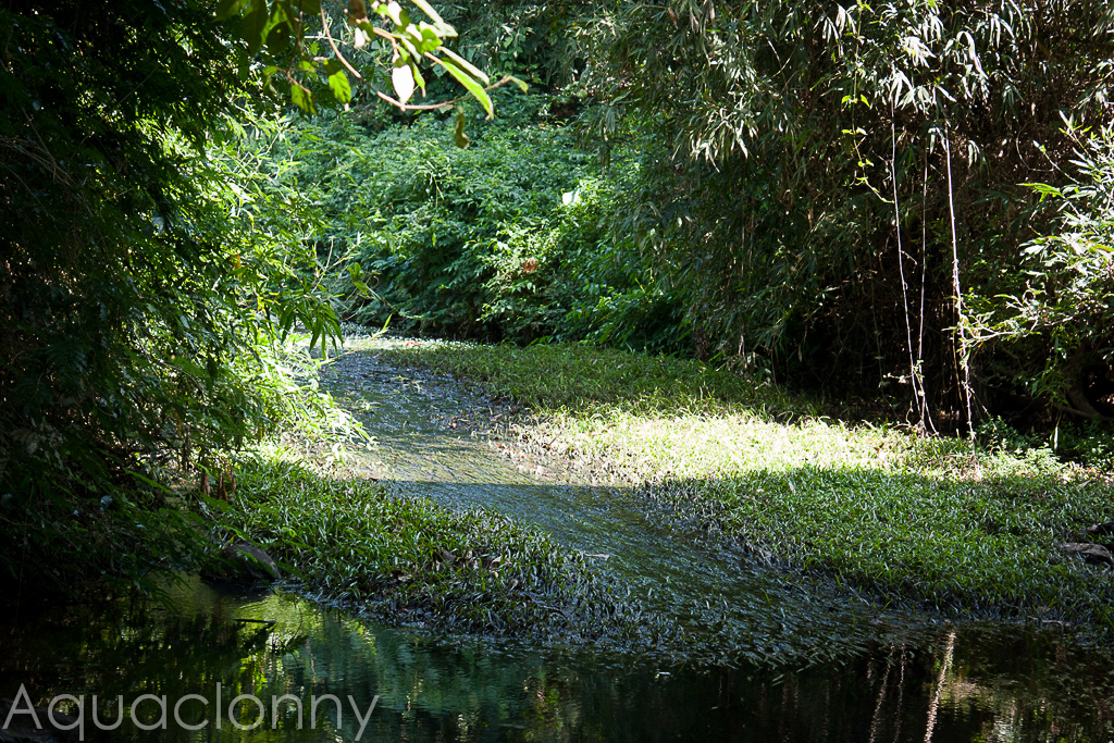 Habitat in Chanthaburi with dense growth of a Cryptocoryne sp.