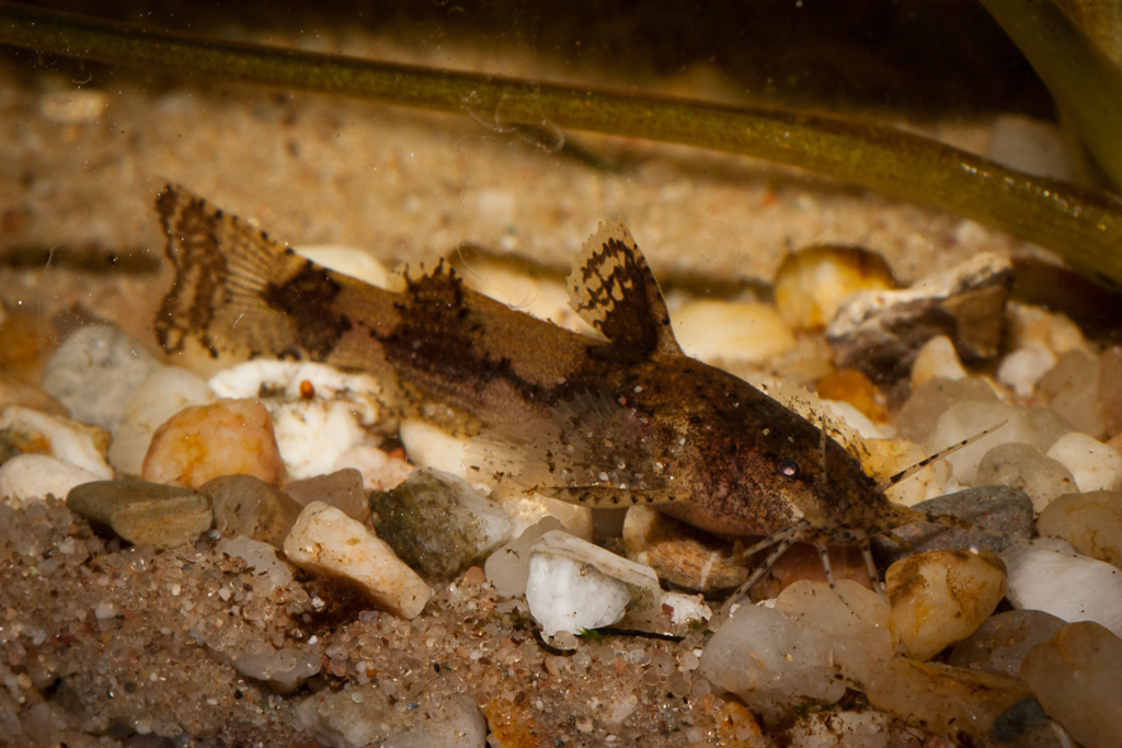 Wild specimen collected from among the plants in the previous image.