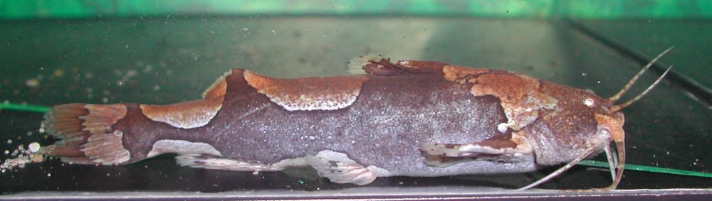 Deeper-bodied (female?) specimen.