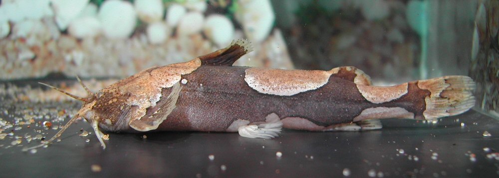 This species is very similar in appearance to A. longifilis.