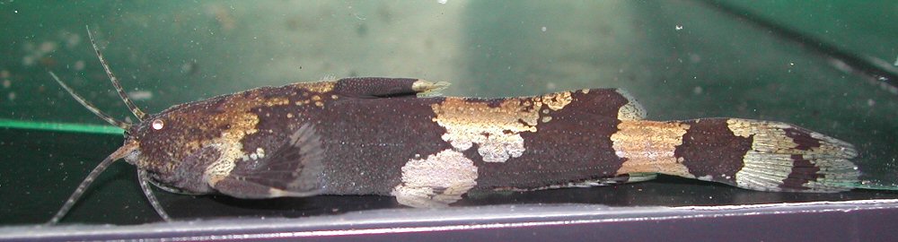 Subadult specimen with relatively dark colour pattern.