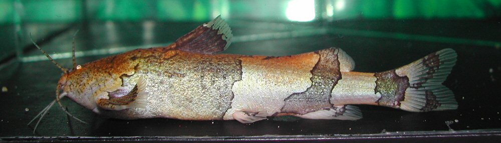 Adult specimen.