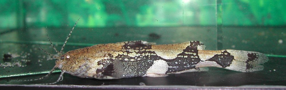 Subadult with relatively pale colour pattern.