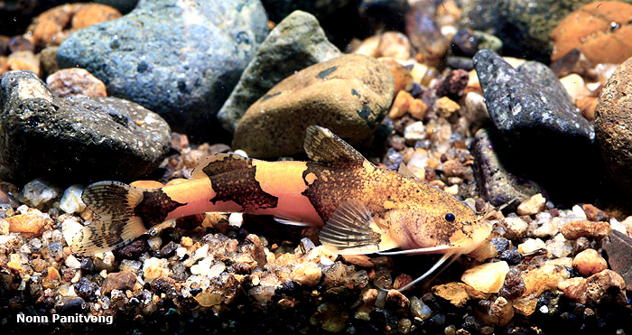 This species has entered the trade in limited numbers.