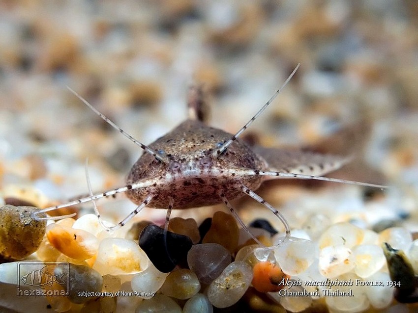 Akysids possess four pairs of barbels.