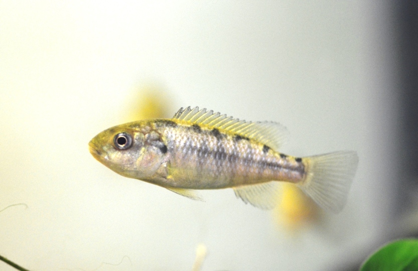 Young, wild-collected female brooding eggs.