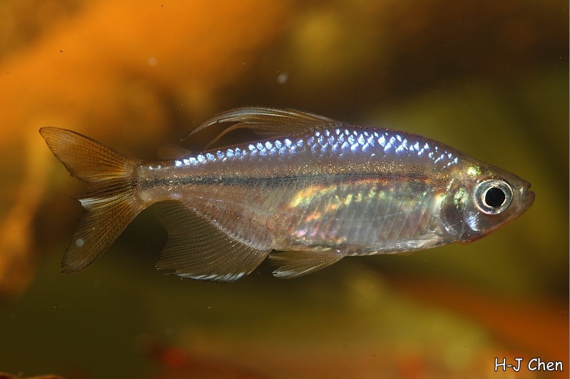 Subadult male.