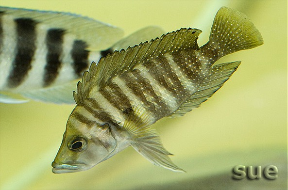 A. compressiceps 'Chumbu'.