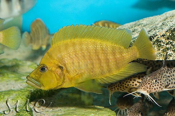 A. compressiceps 'Mpulungu fire fin'.