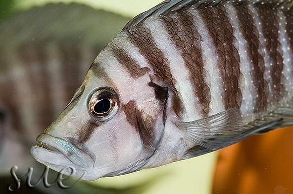 A. compressiceps 'Nangu black' head detail with teeth clearly visible.