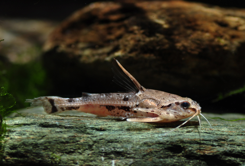 This species is often traded as A. hancockii, a name currently regarded synonymous with Platydoras hancockii.