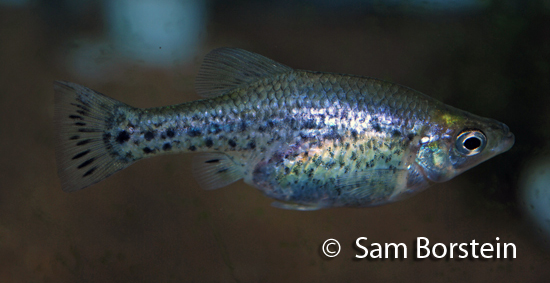 Adult female.