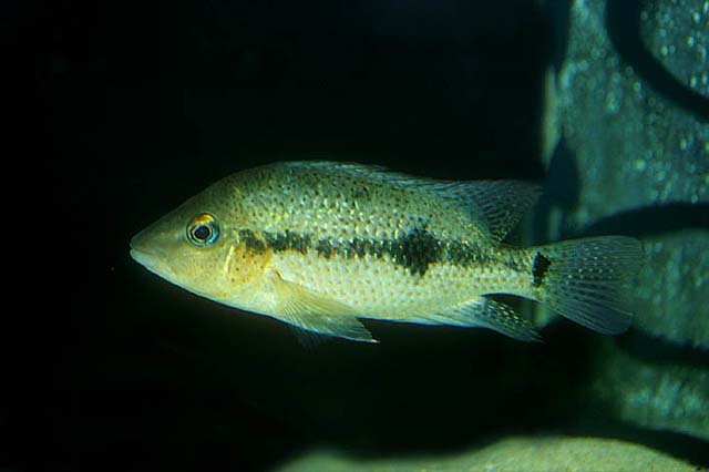 Darienheros calobrensis