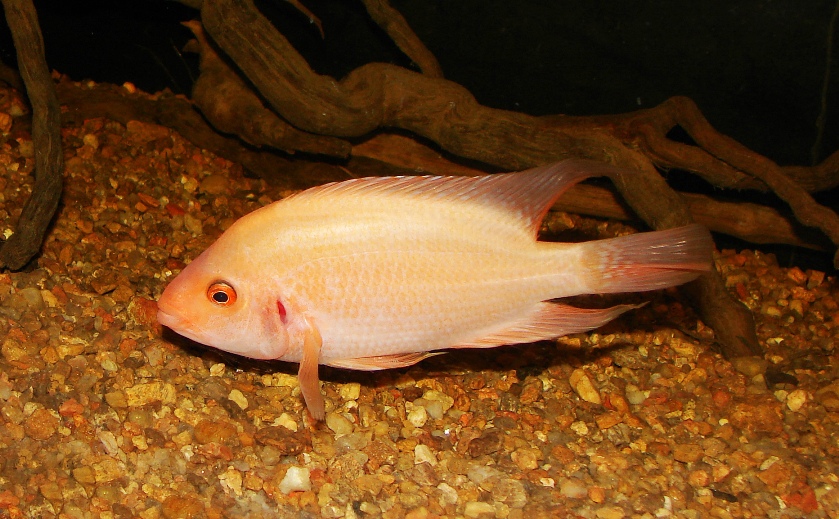 Subadult specimen.