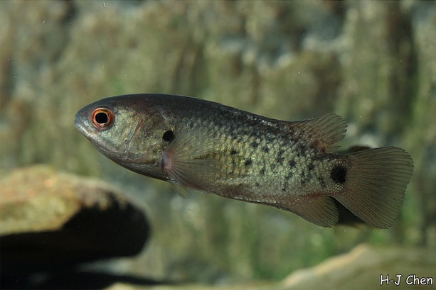 Subadult - origin unknown.