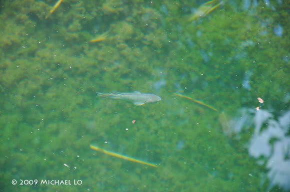 Adult specimen in its natural habitat, Borneo.