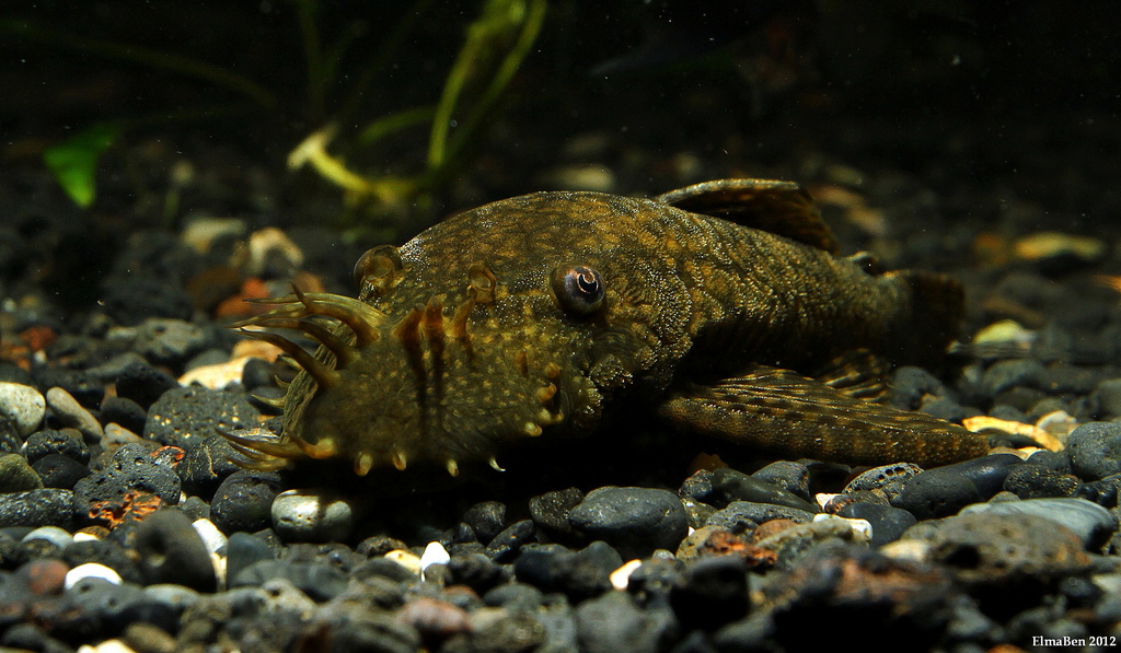 Adult male specimen.