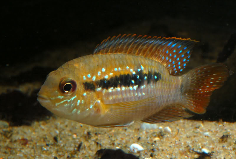 Adult, non-breeding specimen. Neutral mood.
