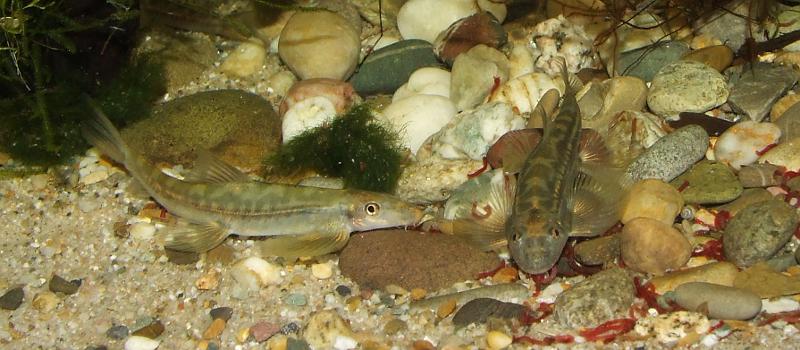 Small, meaty items such as frozen bloodworm are useful for bringing the fish into condition.