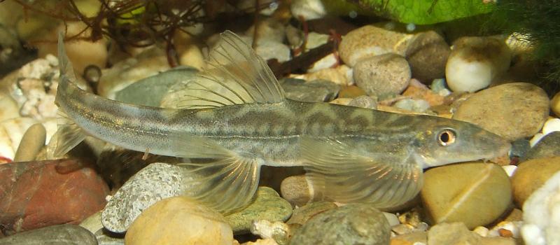 This specimen was pictured shortly after import therefore its colours appear faded.