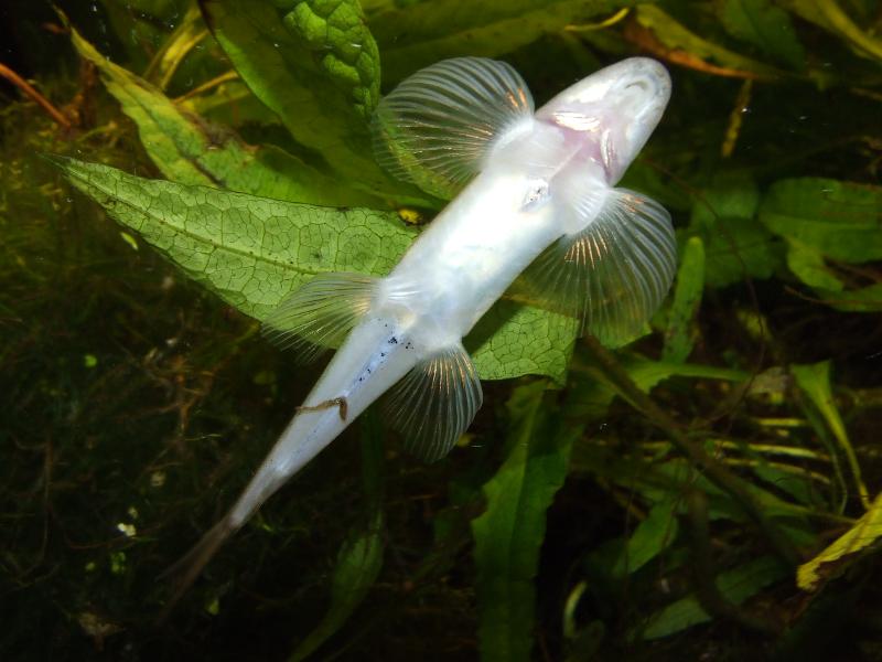 Ventral view.