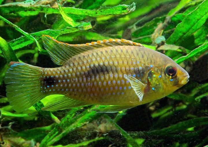 Male of Anomalochromis thomasi.