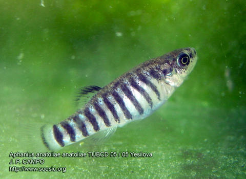 Adult male from Yeşilova.