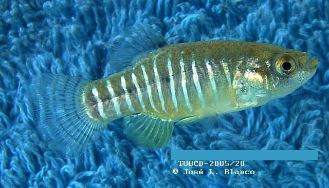 Adult male from Yenice in neutral colouration.