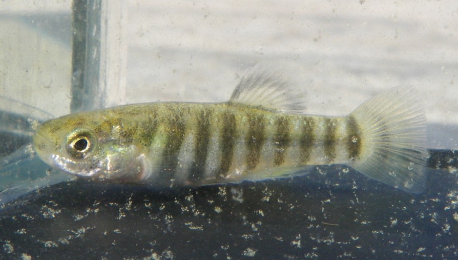Adult male from Işıklı in winter colouration.